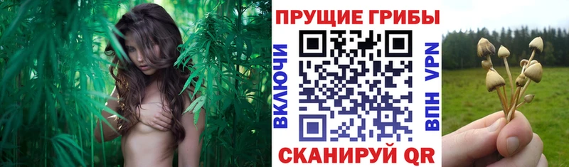 Галлюциногенные грибы Magic Shrooms  Купить где  Сертолово 
